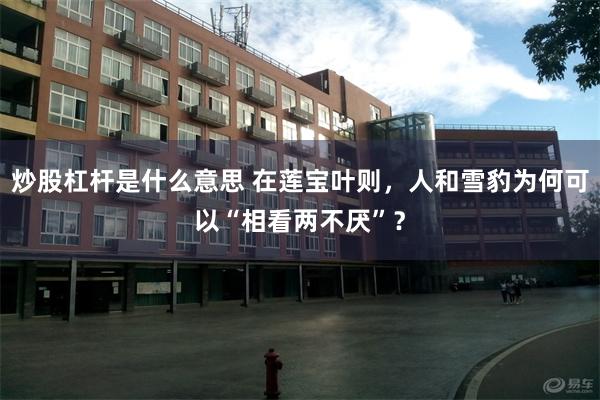 炒股杠杆是什么意思 在莲宝叶则，人和雪豹为何可以“相看两不厌”？